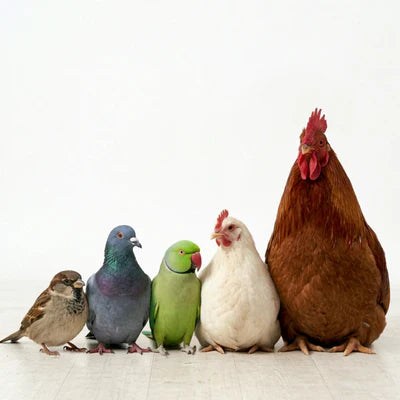Birds