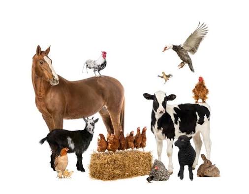 LiveStock