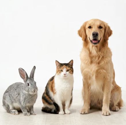 Pets