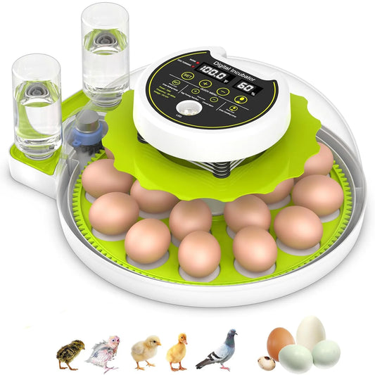 Egg incubator with eggs on a white background