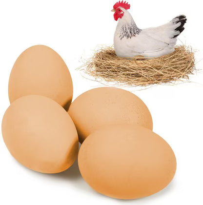 Birds Dummy Eggs